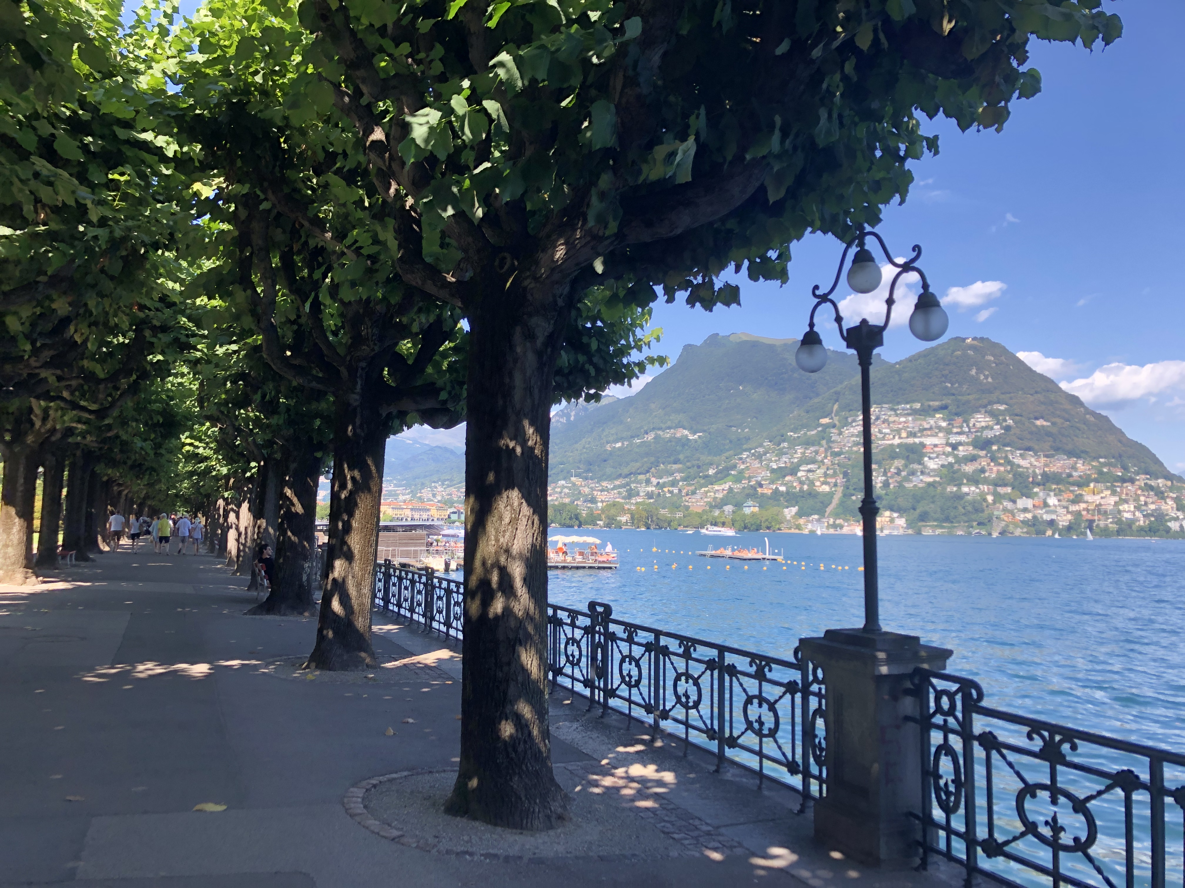 Trees in Lugano