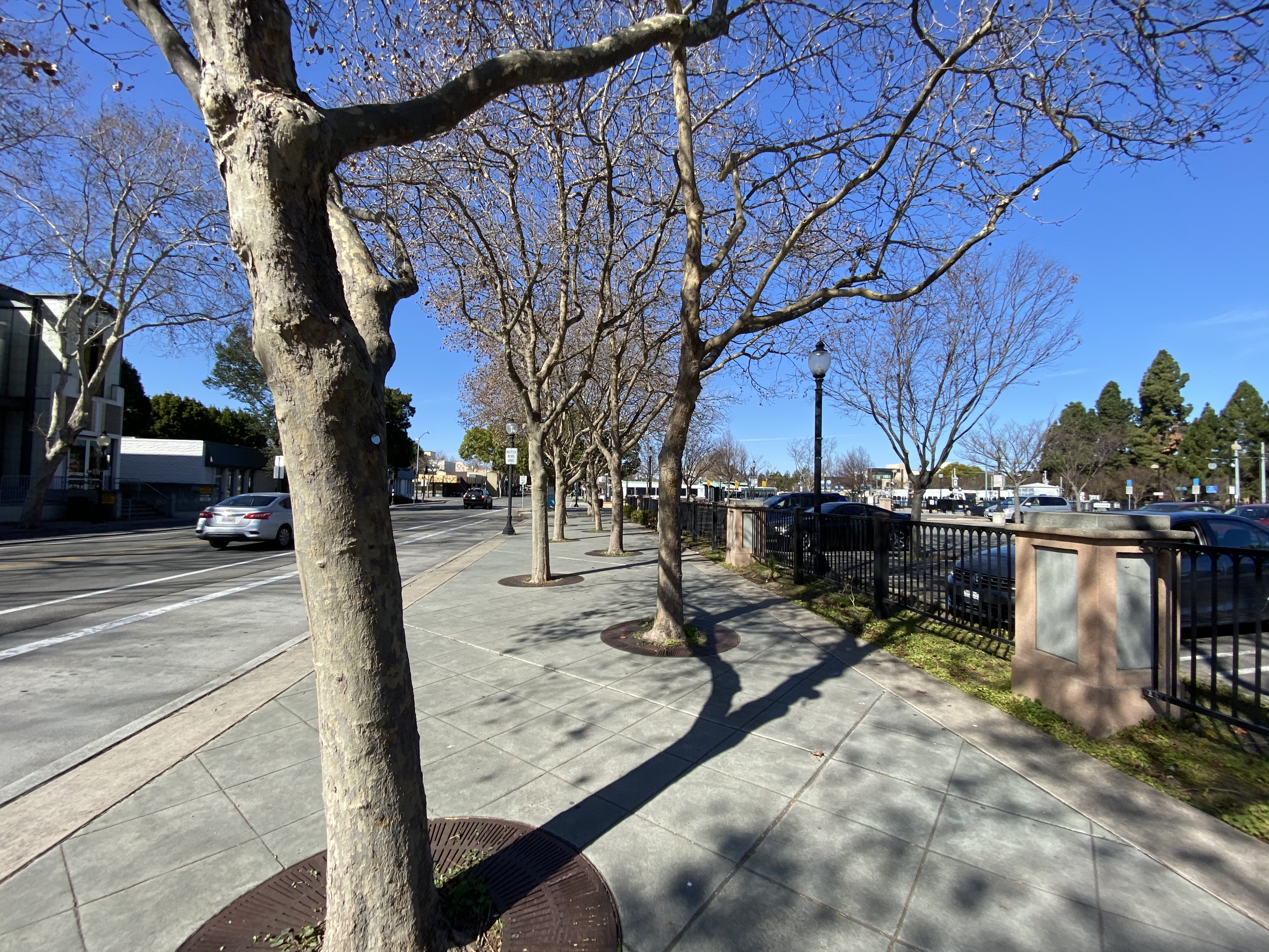 Trees in Mountain View